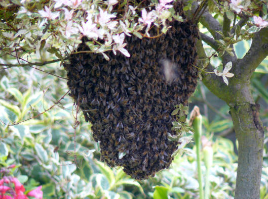 Large swarm of honey bees