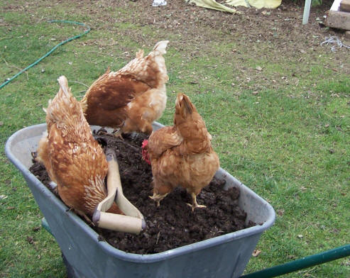 Hens 'helping' me garden